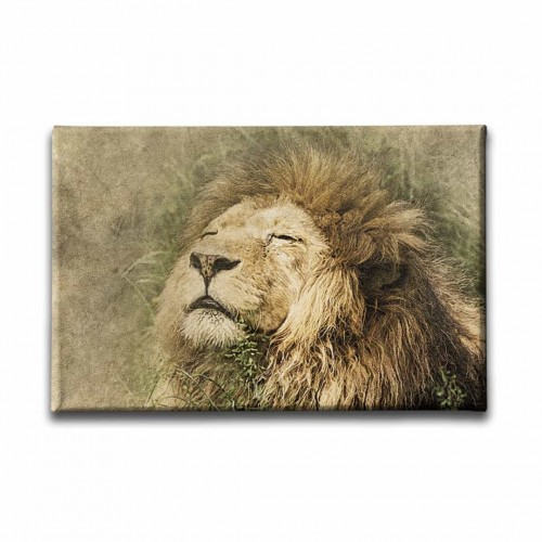 Aslan Kanvas Tablo  Aslan Kanvas Tablo
