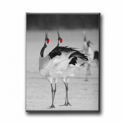 Japon Turnası Canvas Tablo  Japon Turnası Canvas Tablo